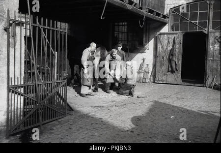 1950, historische, hufschmiede außerhalb in einer innerstädtischen gepflasterten Hof oder Ställe, Arbeiten an einem Pferdehuf, Koln, Deutschland. Ein hufschmied ist eine sehr geschickte Handwerker und kombiniert einige Schmied Fähigkeiten mit einigen Tierarzt, für die Füße der Pferde zu kümmern. Stockfoto