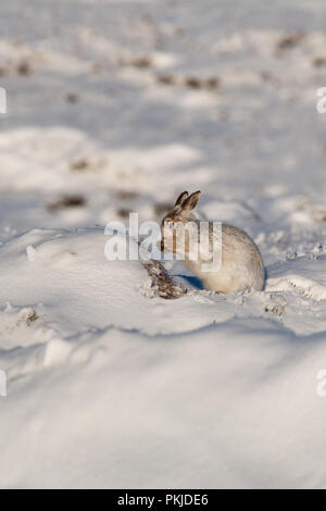 Ein schneehase in weiss Winter Mantel Grabungen durch den Schnee auf Gras auf der Hochmoore des Peak District zu füttern. Stockfoto