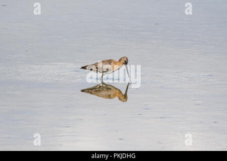 Uferschnepfe (Limosa limosa) waten im seichten Wasser Jagd an Titchfield Haven National Nature Reserve, Großbritannien Stockfoto