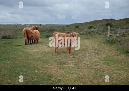 Abbildung zeigt Schottisches Hochlandrind Kuh und Kalb in den Dünen von Texel, Montag, den 16. Mai 2016, Texel, Niederlande. Stockfoto