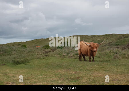 Abbildung zeigt Schottisches Hochlandrind Kuh in den Dünen von Texel, Montag, den 16. Mai 2016, Texel, Niederlande. Stockfoto