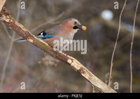 Eurasischen Eichelhäher (Garrulus glandarius) sitzt auf einem Ast mit Erdnüssen im Schnabel. Stockfoto