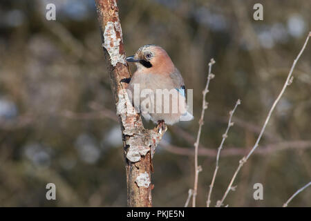 Eurasischen Eichelhäher (Garrulus glandarius) sitzt auf einem Ast im Wald in einem natürlichen Lebensraum: ein Porträt mit einem schönen Morgen Licht. Stockfoto