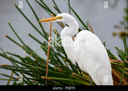 Silberreiher (Ardea alba) Nahrungssuche entlang des Lago de Chapala, Jocotopec, Jalisco, Mexiko Stockfoto