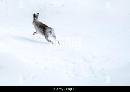 Ein Berg Hase läuft durch den Schnee auf der Hochmoore des Peak District. Stockfoto