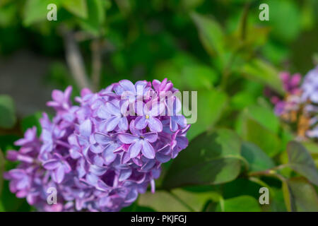 Purple Butterfly Blüten mit grünen Blätter Hintergrund Stockfoto