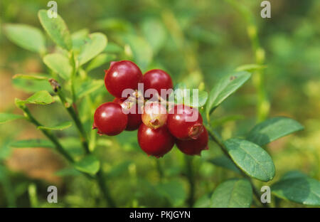 Vacinium vitis Idaea auch bekannt als Preiselbeere und Cowberry wild wachsen im Wald im Suwalszczyzna Augustowska im Norden Osten Polen August 200 Stockfoto