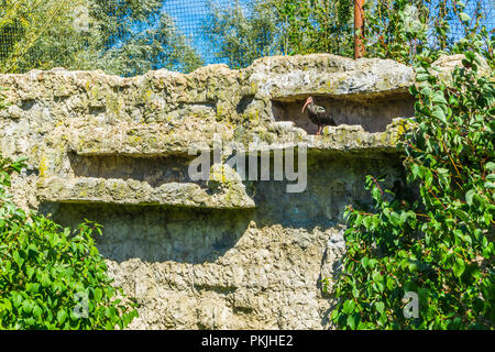 Kahlen schwarzen Einsiedler ibis Vogel in der Mauer aus Stein Versteck Stockfoto