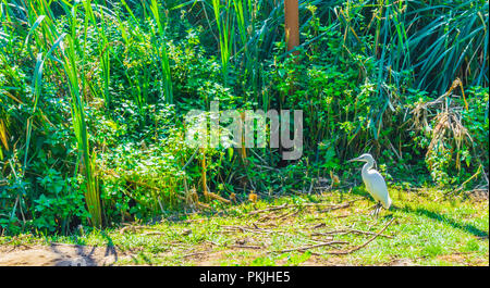 Helle weiße kleine Reiher Vogel in einem grünen Wald landschaft Szene Stockfoto