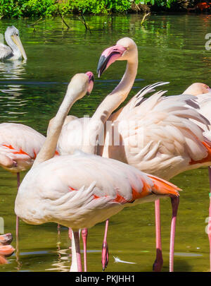 Die beiden rosa Flamingo Interaktion mit einander in einem Wasser See Landschaft Stockfoto