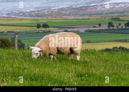 Wollige Schafe auf einem Hügel oberhalb von Strangford Lough. Newtownards, County Down, Nordirland. Stockfoto