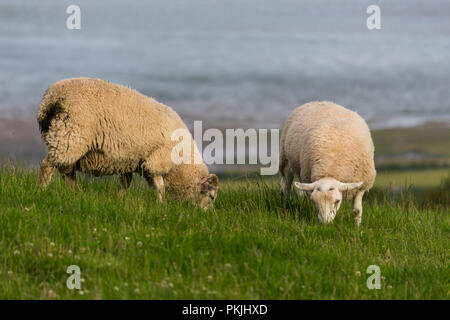 Zwei wollige Schafe auf einem Hügel oberhalb von Strangford Lough. Newtownards, County Down, Nordirland. Stockfoto