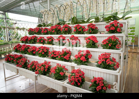 Bunte Blumen Orchidee Phalaenopsis durch den hydroponic Methode an einem Bauernhof in der Stadt Da Lat, Vietnam gepflanzt wurden. Stockfoto