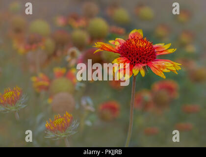 Arizona Sun Decke Blume, Gaillardia grandiflora, selektiver Fokus, fröhlich bunten Hintergrund mit viel copyspace Stockfoto