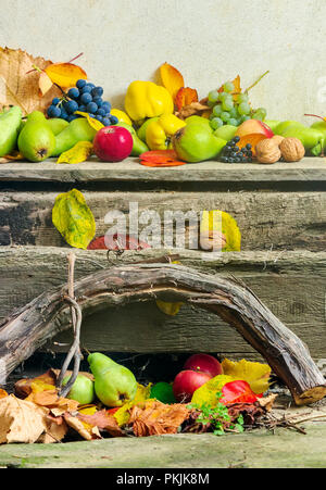 Herbstliche Ernte Stillleben mit Äpfeln, Birnen, Trauben, Nüsse und Beeren in Laub auf Holzbrett und weißen Wand Hintergrund Stockfoto