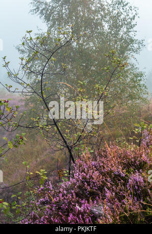 Early Misty Morning Dew Drops auf Wild Mountain Gras Wiese mit wild lila heidekraut Blumen und Spinnennetz. Stockfoto