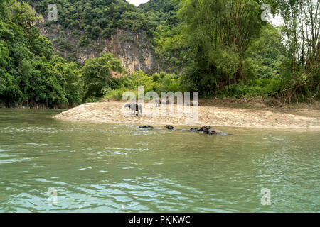 Buffalo ist Schwimmen gerne in den Abendstunden, wenn der Sonnenuntergang im Bereich Mountain North Vietnam Stockfoto