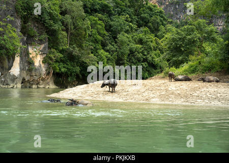 Buffalo ist Schwimmen gerne in den Abendstunden, wenn der Sonnenuntergang im Bereich Mountain North Vietnam Stockfoto