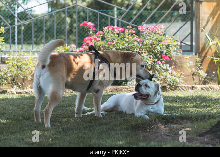 Labrador Retriver und Boxer zusammen im Garten spielen, während ein Sommertag Stockfoto