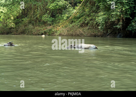 Buffalo ist Schwimmen gerne in den Abendstunden, wenn der Sonnenuntergang im Bereich Mountain North Vietnam Stockfoto