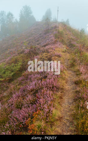 Early Misty Morning Dew Drops auf Wild Mountain Gras Wiese mit wild lila heidekraut Blumen und Spinnennetz. Stockfoto