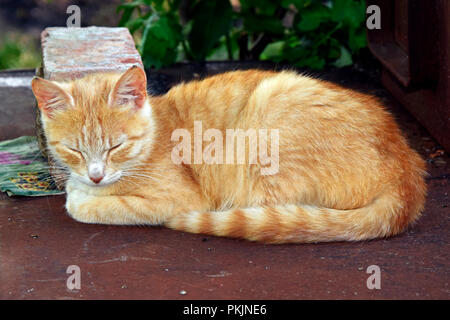 Ein rostiger-weiß tabby Katze auf einem rostigen braun Metallplatte und gemütlich dösen Stockfoto