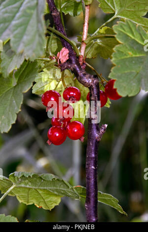 Nahaufnahme auf einem Cluster von reife rote Johannisbeere Beeren, hängend an einem Zweig und umgeben von grünen Blättern Stockfoto