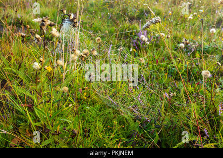 Early Misty Morning Dew Drops auf Wild Mountain gras wiese mit wilden Herbst Blumen und Spinnennetz. Stockfoto