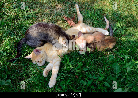 Grau und rostig - weißen Kätzchen saugen eine orange tabby Mutter Katze Festlegung auf grünem Gras Stockfoto
