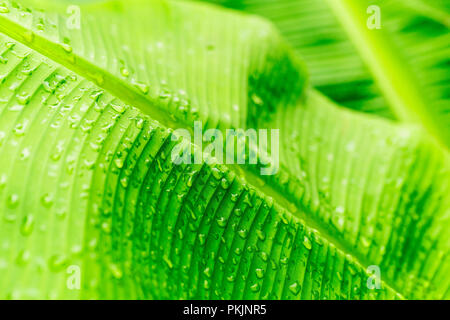 Abstrakte Wassertropfen auf dem Banana leaf Nach dem Regen. Stockfoto