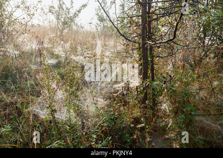 Early Misty Morning Dew Drops auf Wild Mountain wald wiese Wiese mit Spinnennetz auf den Ästen. Stockfoto