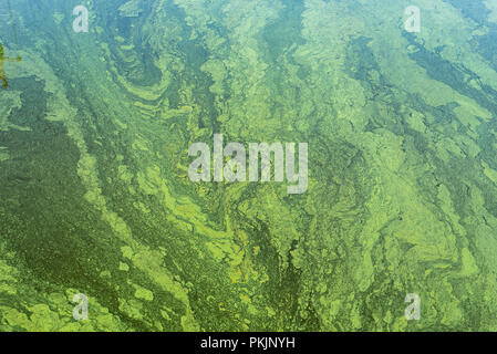 Grüne Algen und Cyanobakterien auf der Oberfläche des Flusses. Blüte Wasser als Hintergrund- oder Textur Stockfoto