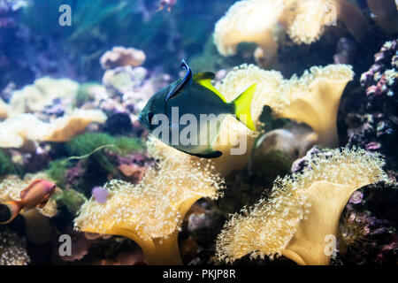 Leder Korallen und kleinen blauen Fisch schwimmen, Tiefsee leben. Sarcophyton spp. soft Coral mit sternförmigen Polypen im Aquarium Stockfoto