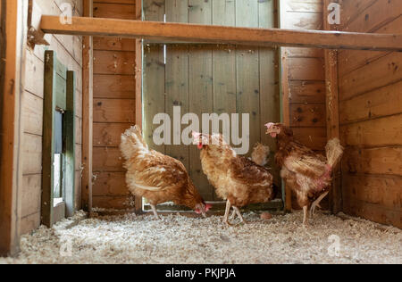 Pensionierte Legebatterien in Ihrer neuen freien Bereich henne haus in Wales. Stockfoto