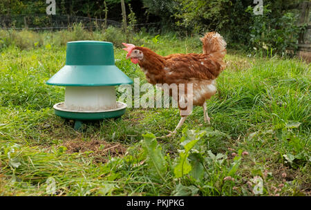 Pensionierte Batteriehenne in einem Außenbereich chicken run in Wales. Stockfoto