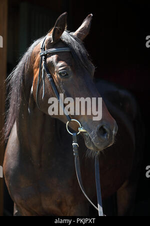 Porträt einer Bay sport Dressur Pferd Stockfoto