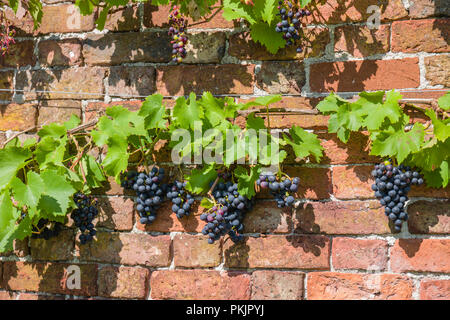 Die Trauben wachsen in einer geschützten ummauerten Garten in Großbritannien. Stockfoto