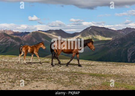 Semi-wild Kirgisischen Pferde auf 3.332 m Jyrgalan Keskenkyia Schleife, Trek, Jyrgalan, Kirgisistan Stockfoto