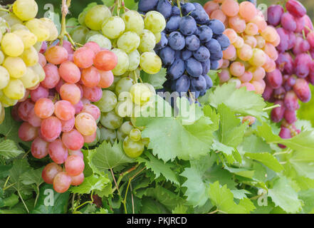 Trauben von verschiedenen gemeinsamen Rebsorten Arten closeup Stockfoto