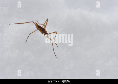 Chionea lutescens auf Schnee. Nationalpark Gran Paradiso Stockfoto