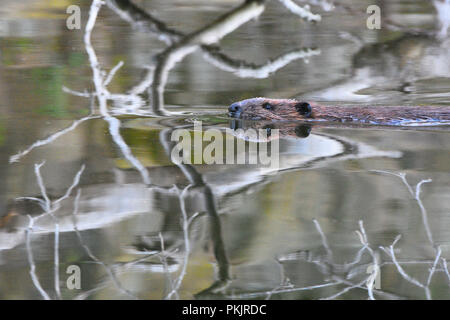 Ein Biber schwimmen. Spring Valley, Wisconsin USA Stockfoto