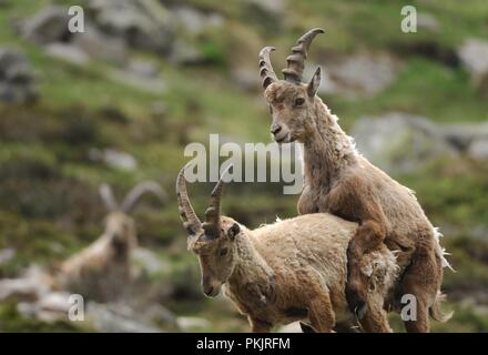 Ein Porträt von zwei jungen Ibex (Capra ibex). Nationalpark Gran Paradiso Stockfoto