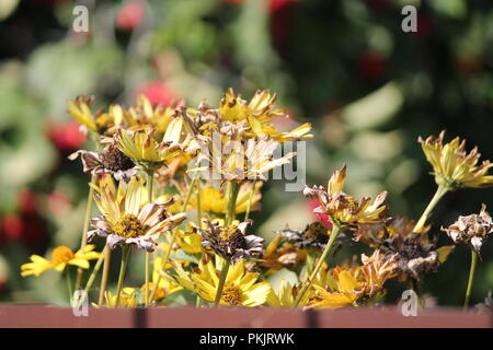 Hellen Garten gelbe Blüten im Herbst blühen schöne Dekoration Stockfoto