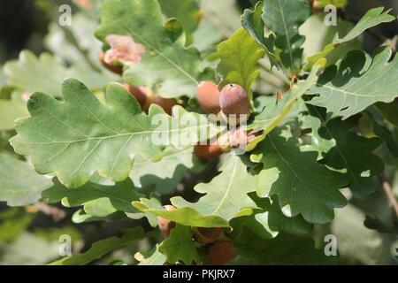 Zweig der Alten starke Eiche mit grünen Blättern und jungen braunen Eicheln in Hüte in warmen Herbst Tag Stockfoto