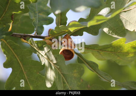 Zweig der Alten starke Eiche mit grünen Blättern und jungen braunen Eicheln in Hüte in warmen Herbst Tag Stockfoto