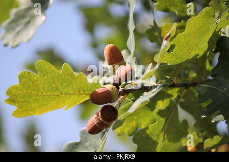 Zweig der Alten starke Eiche mit grünen Blättern und jungen braunen Eicheln in Hüte in warmen Herbst Tag Stockfoto