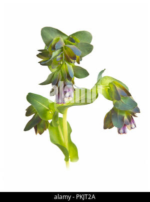 Cerinthe major var. caerulea Stockfoto