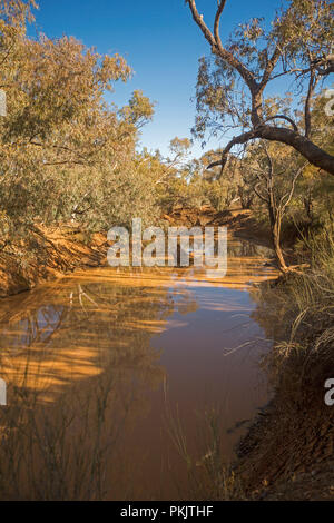 Schlammiges Wasser von Blackwater Creek gesäumt von hohen Eukalyptusbäumen und unter blauem Himmel in der Nähe der Fernbedienung australische Outback Stadt Adavale, Queensland Stockfoto