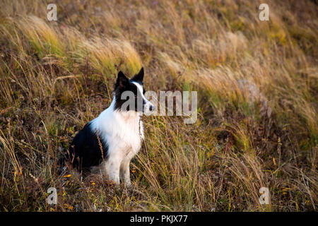 Der Hund Stockfoto