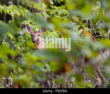 Ein whitetail Deer doe, Odocoileus Virginianus, versteckt am Rande der Adirondack Wildnis und beobachten. Stockfoto